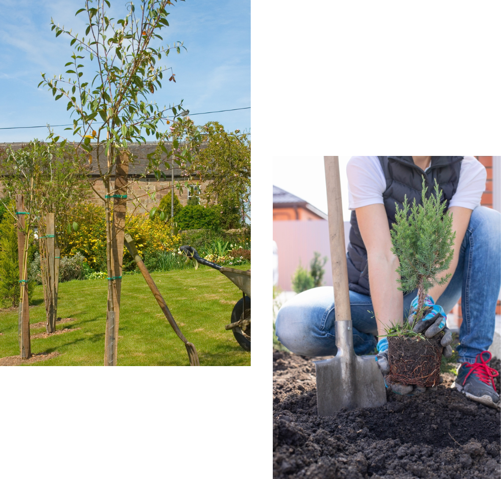 garden development