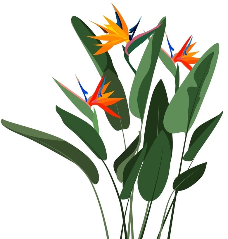 plants
