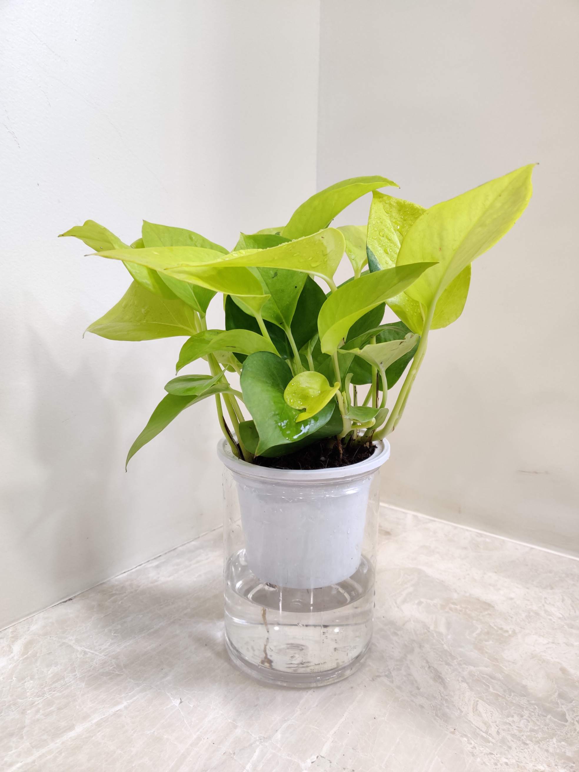 plants