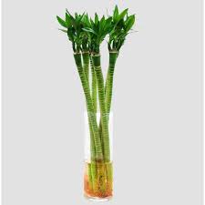 plants