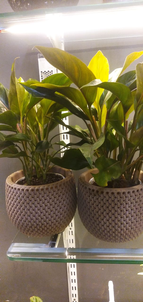 plants