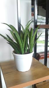 plants