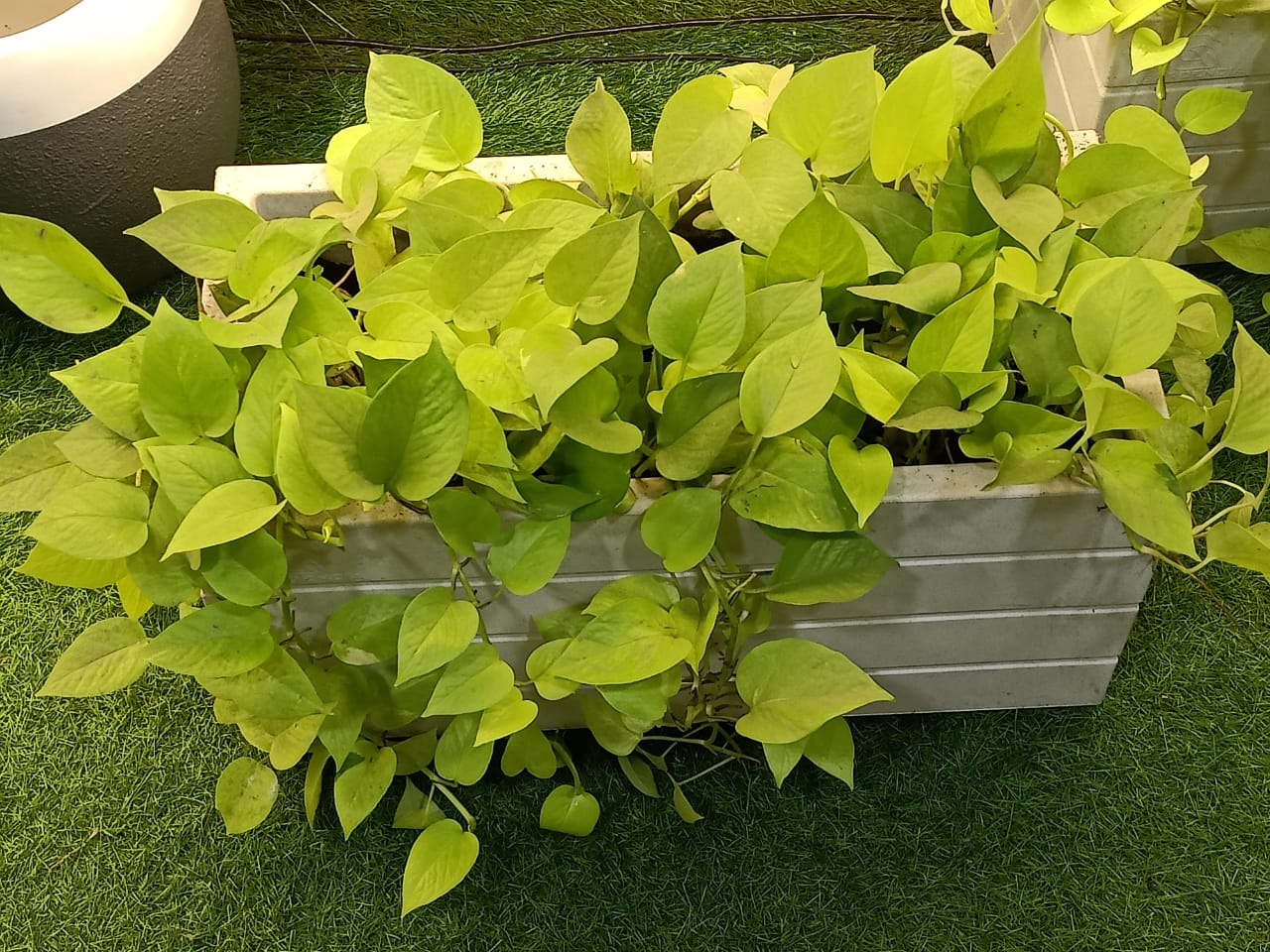 sustainable gardening