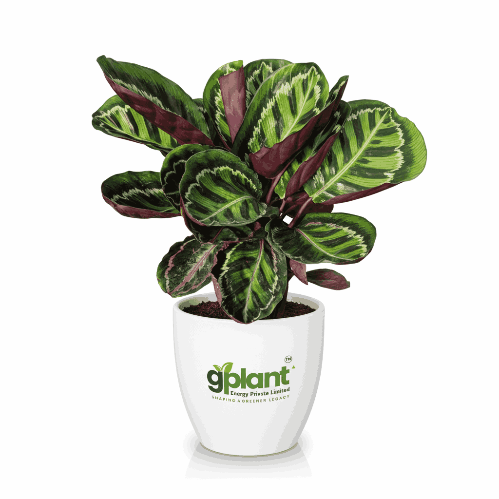 sustainable gardening