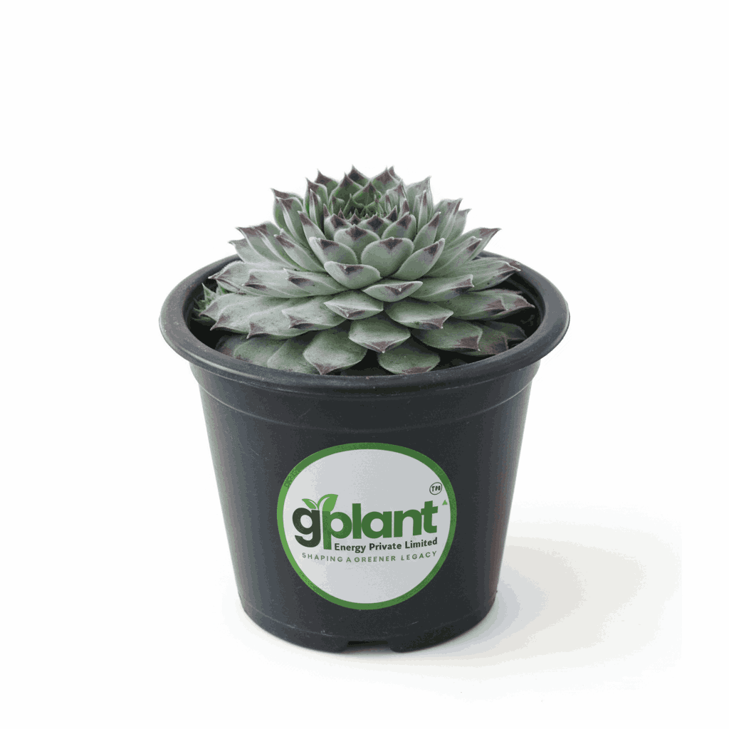 sustainable gardening