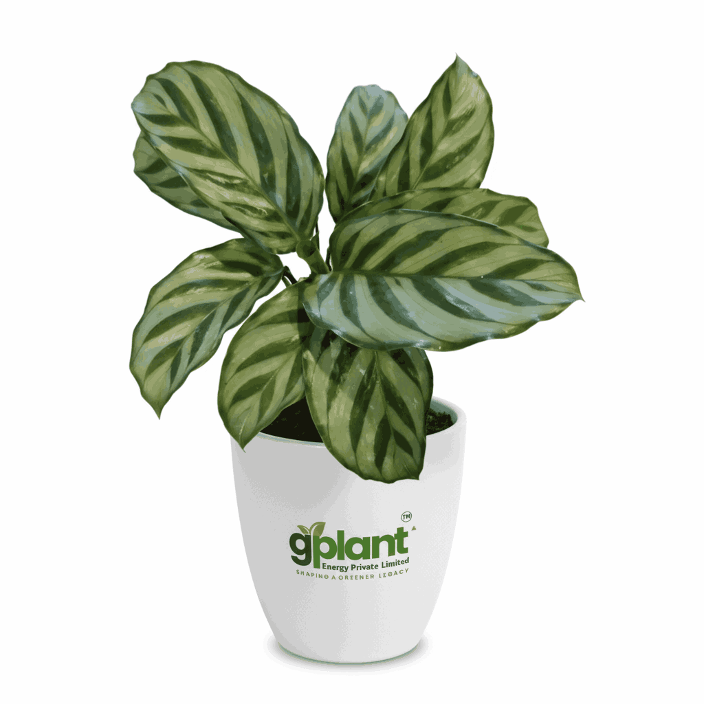 sustainable gardening