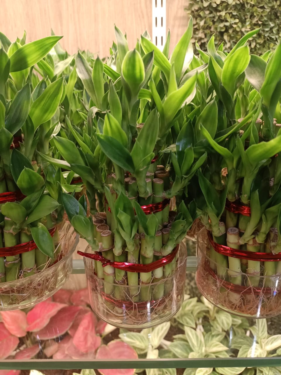 sustainable gardening