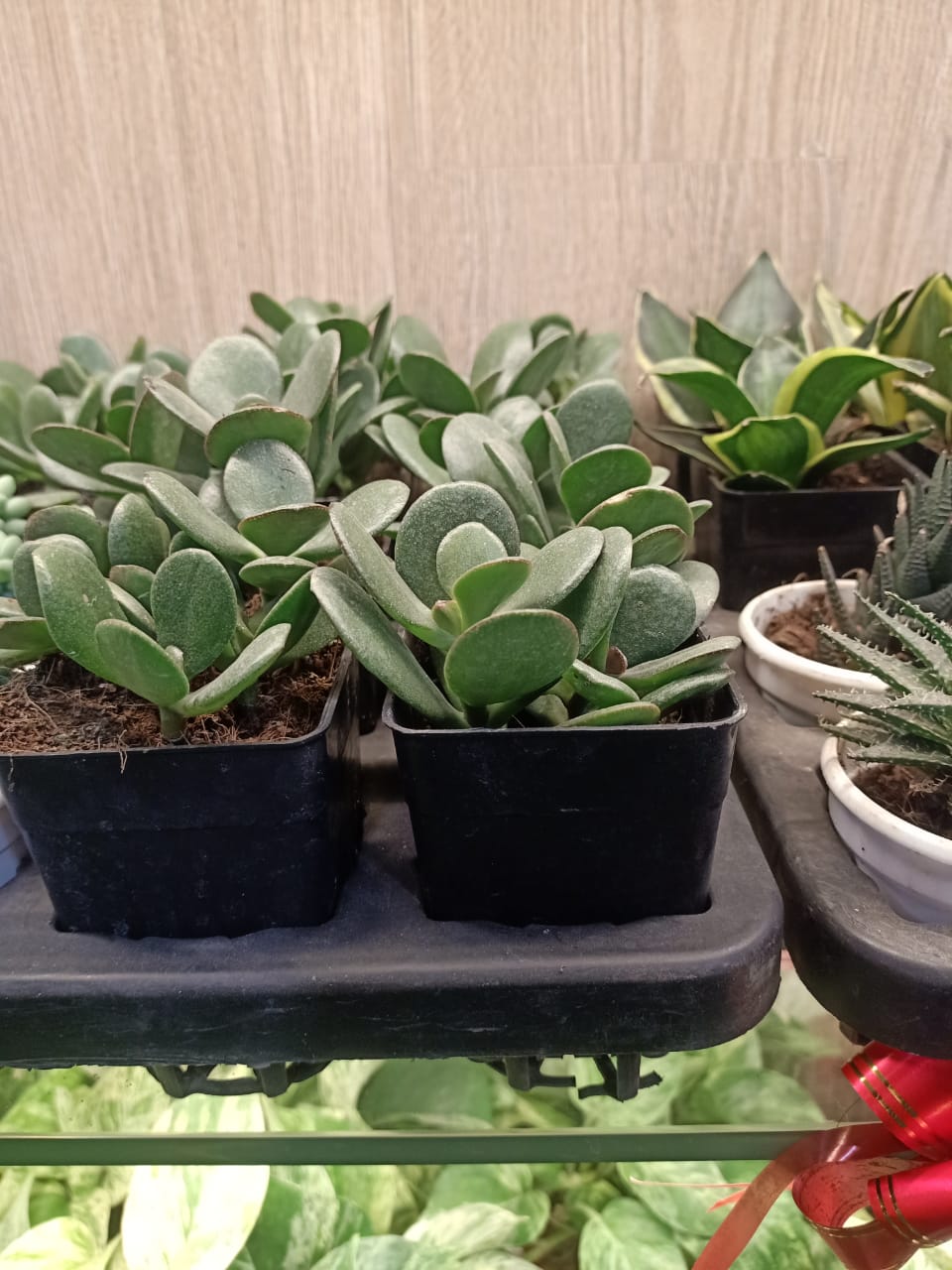 sustainable gardening