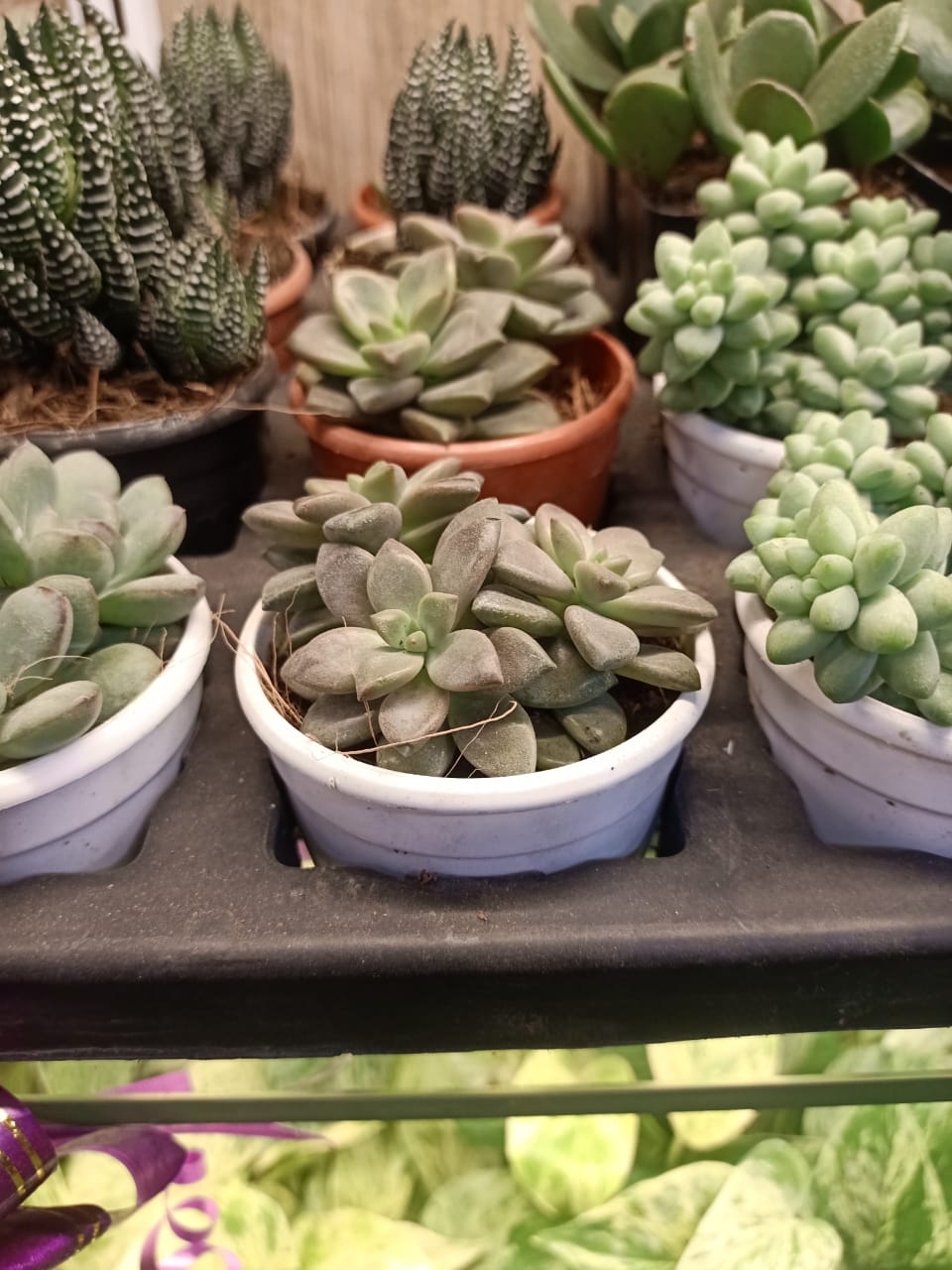 sustainable gardening