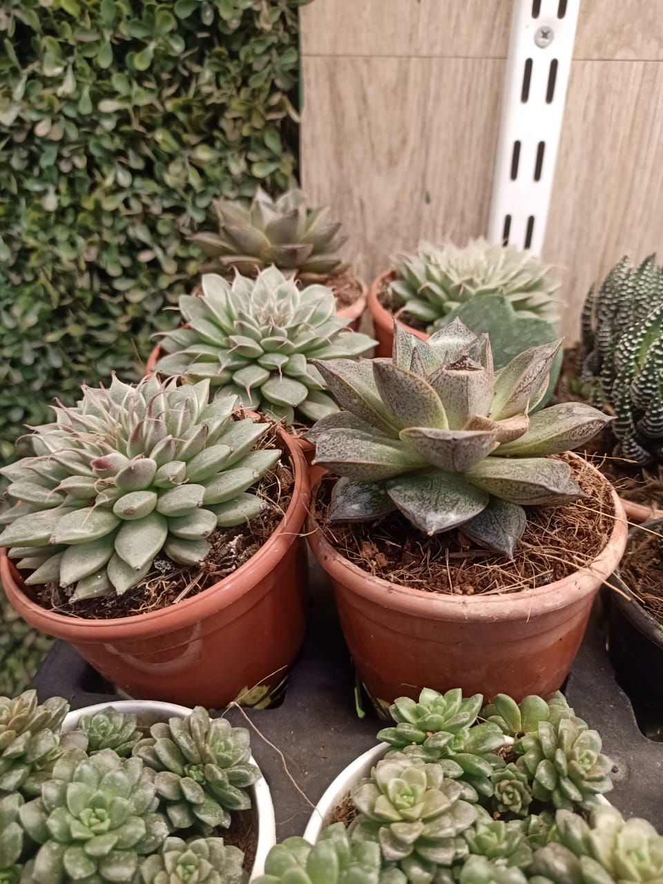 sustainable gardening