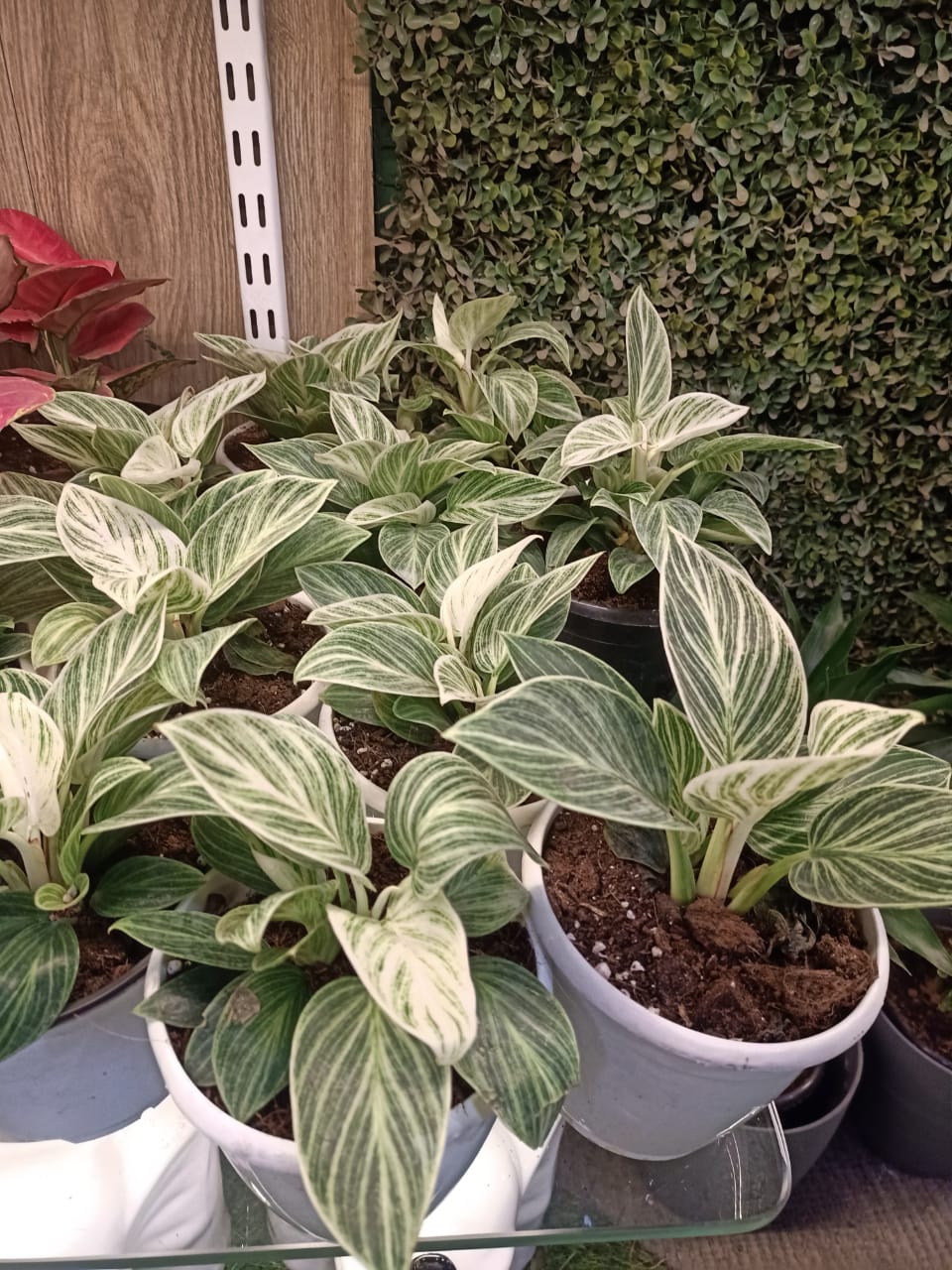 sustainable gardening