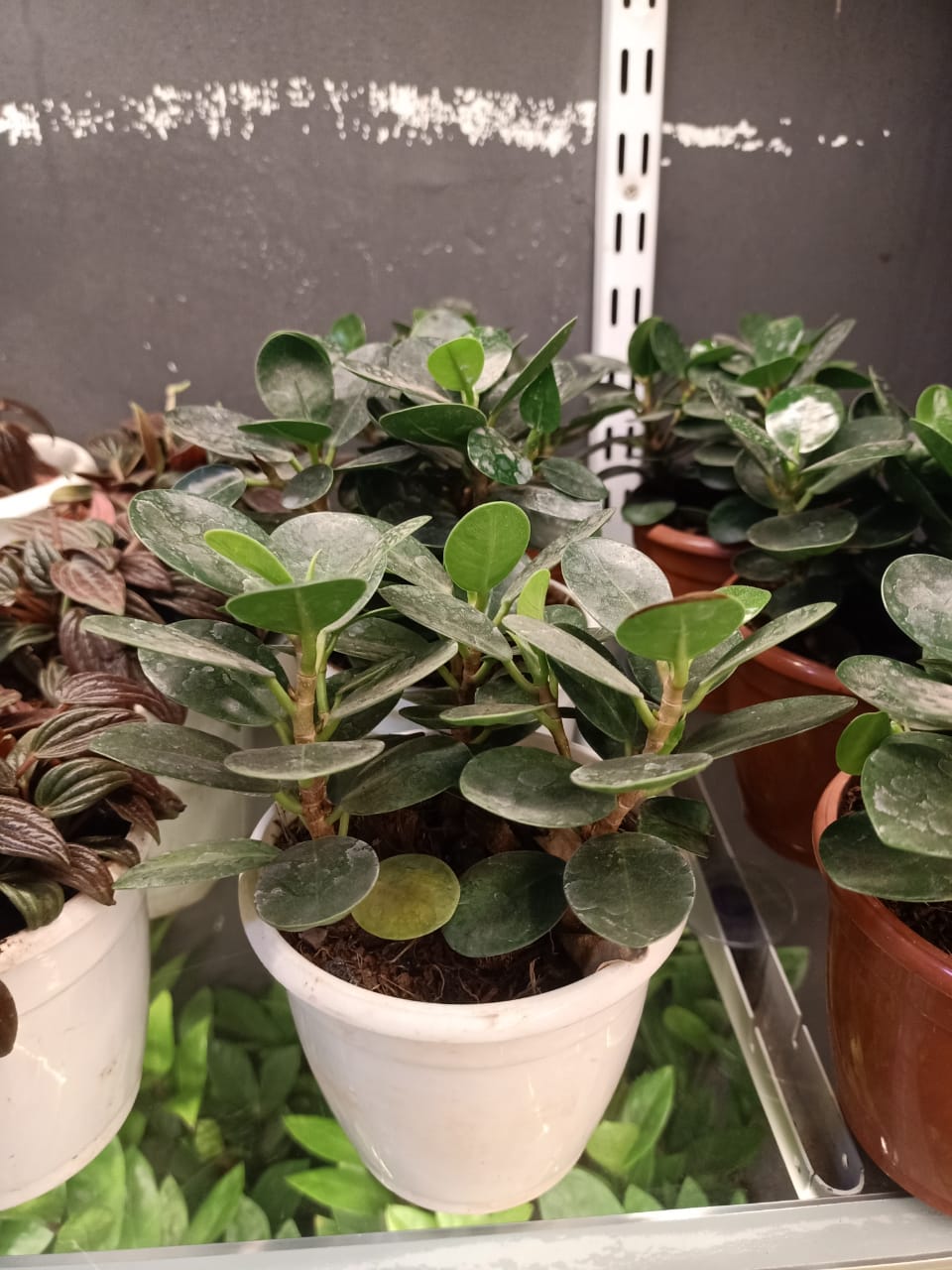 sustainable gardening