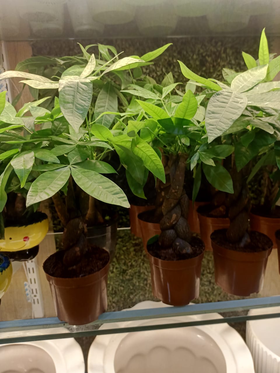 sustainable gardening