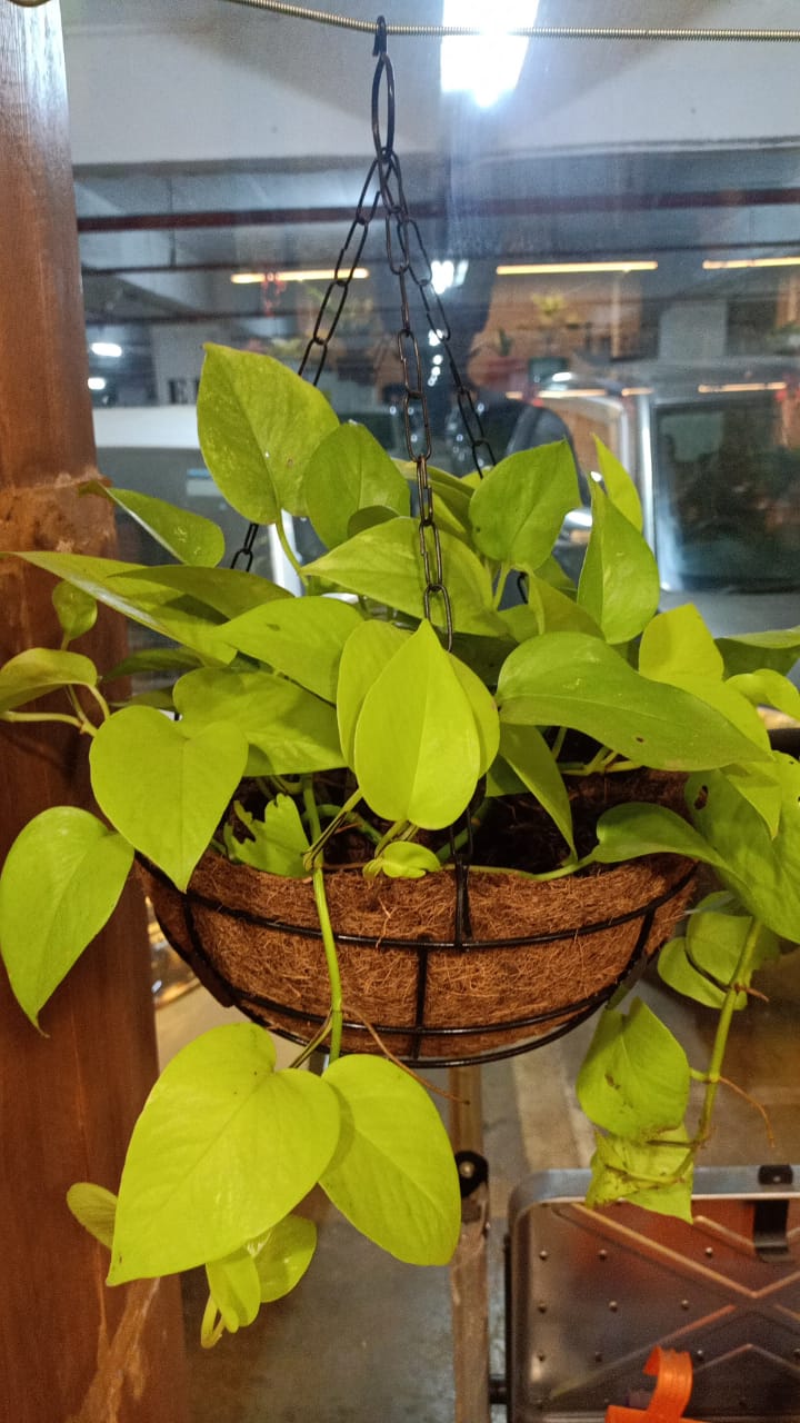 sustainable gardening