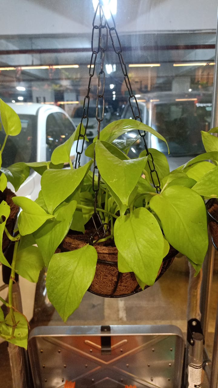 sustainable gardening