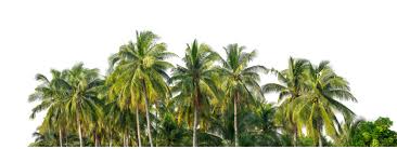 sustainable gardening