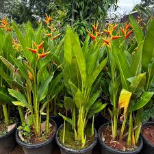 sustainable gardening