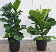 sustainable gardening