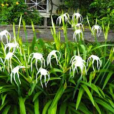 sustainable gardening