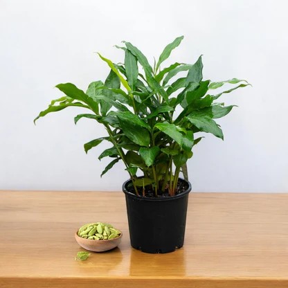 sustainable gardening
